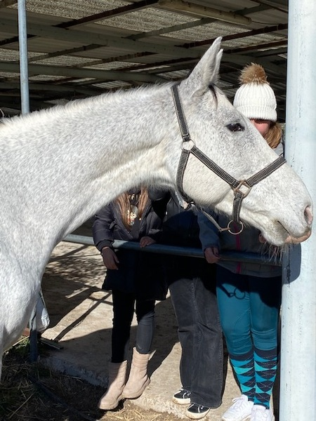 Lusitano