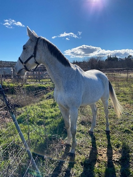 YEGUA PRINCIPIANTES Y SALTO - Lusitano