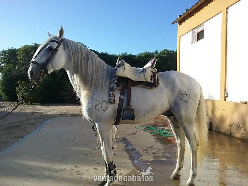 CABALLO PURA RAZA ESPAÑOL in 
