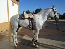 CABALLO PURA RAZA ESPAÑOL