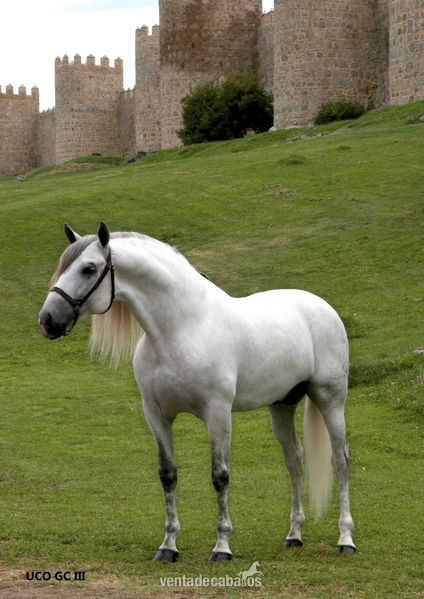 SEMENTAL CARTUJANO CALIFICADO in 