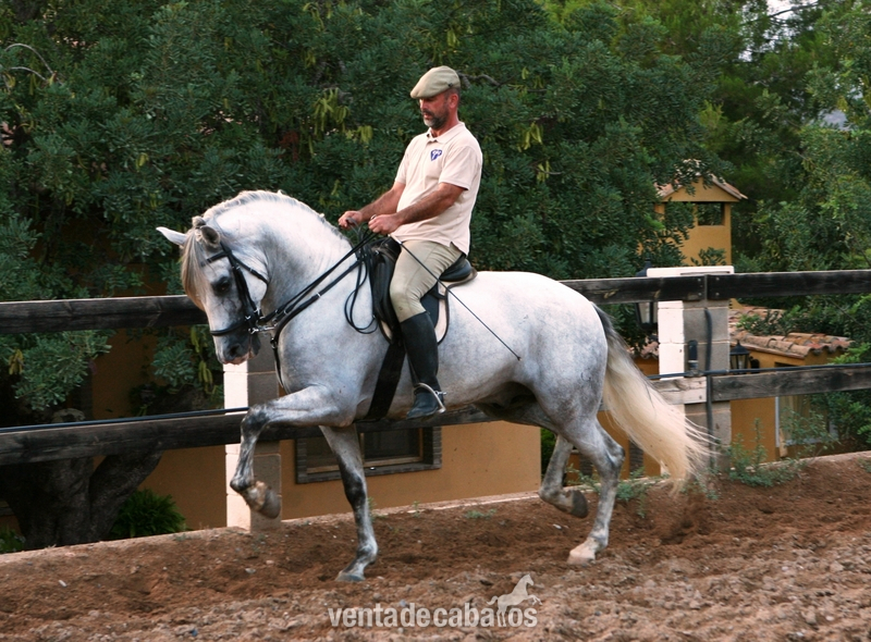 PRE-Cartujano {TYPE}