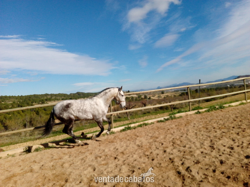 Lusitano
