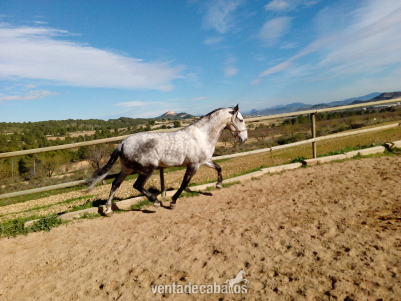 Lusitano {TYPE}