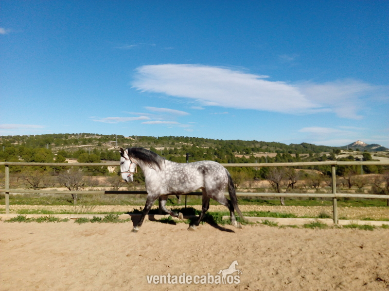 Caballos Capados Lusitano - Caballo lusitano en venta con 5años,1.60 de alzada,montado.