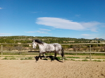 Caballo lusitano en venta con 5años,1.60 de alzada,montado.