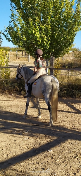 VENDO caballo Pura Sangre Lusitano  in 