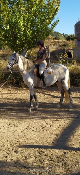 Pura Sangrer Lusitano 