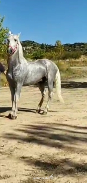 Pura Sangrer Lusitano  {TYPE}