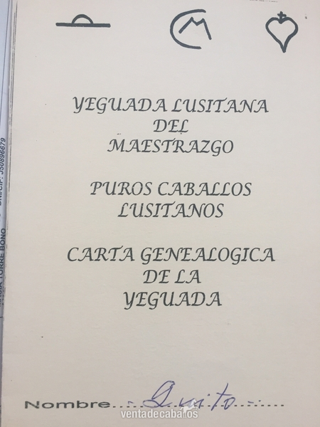 Caballos Enteros Pura Sangrer Lusitano  - VENDO caballo Pura Sangre Lusitano 