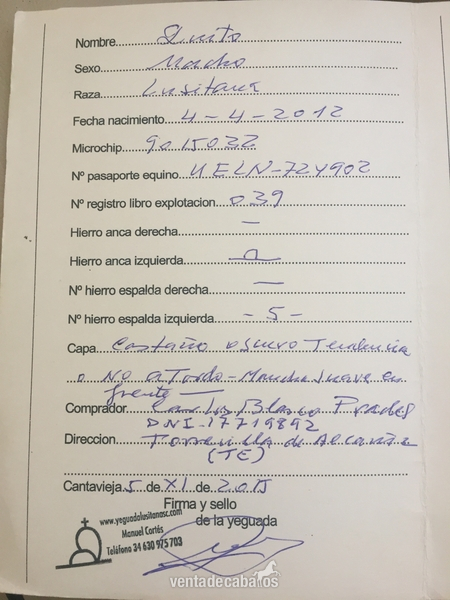 VENDO caballo Pura Sangre Lusitano  - Caballos Enteros Pura Sangrer Lusitano 