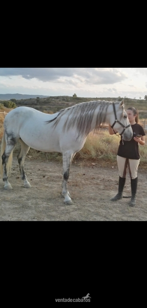 VENDO caballo Pura Sangre Lusitano  - Caballos Enteros