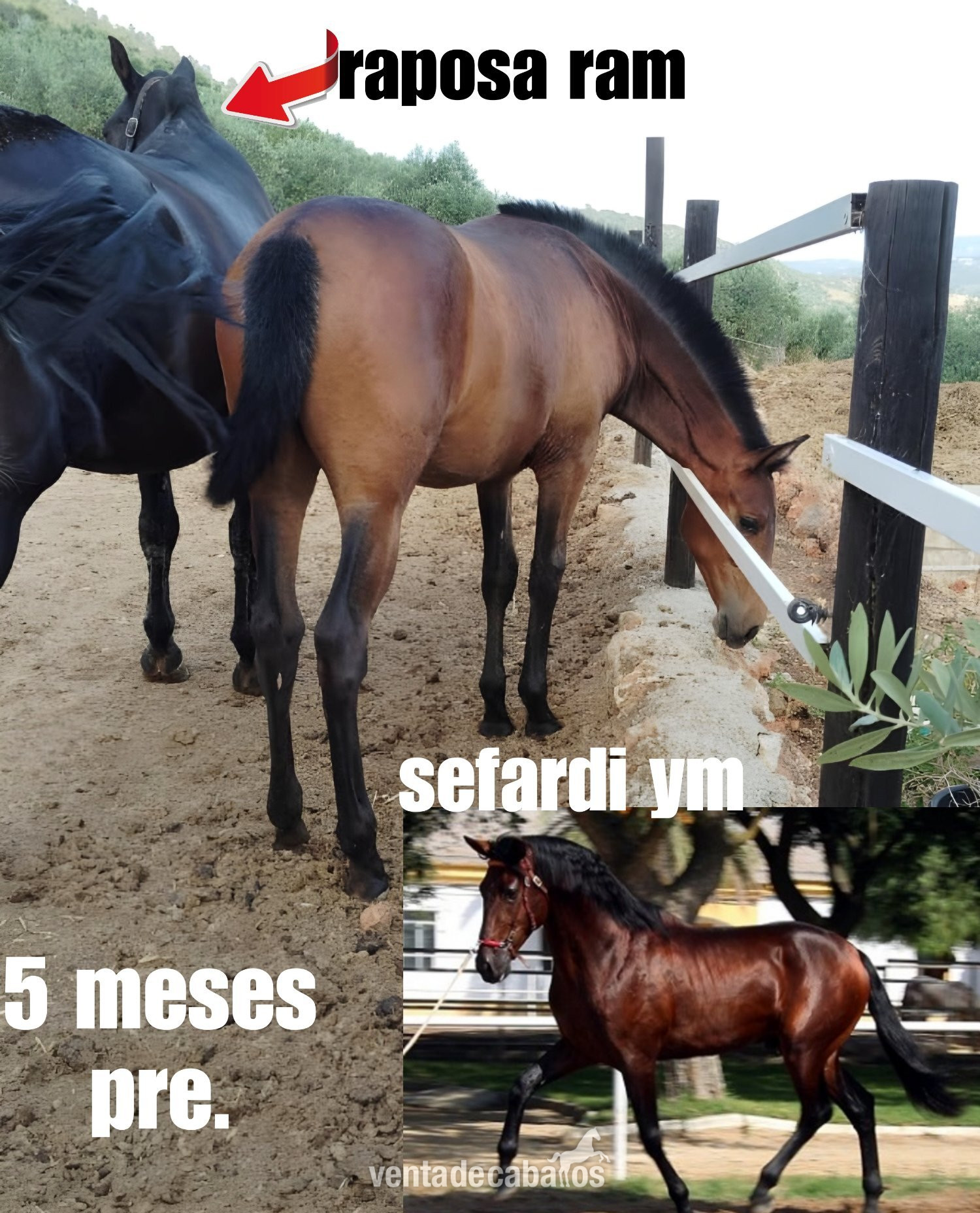 Potra pre espectacular in 