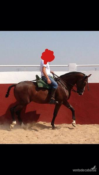 Caballo cruzado 7 años in 
