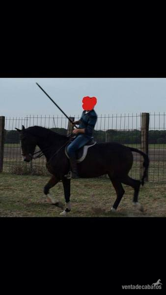 Caballos Capados Anglo-árabe - Caballo cruzado 7 años