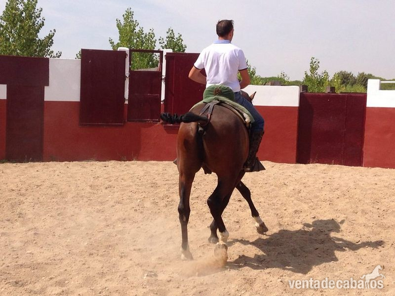 Caballo cruzado 7 años - Caballos Capados Anglo-árabe