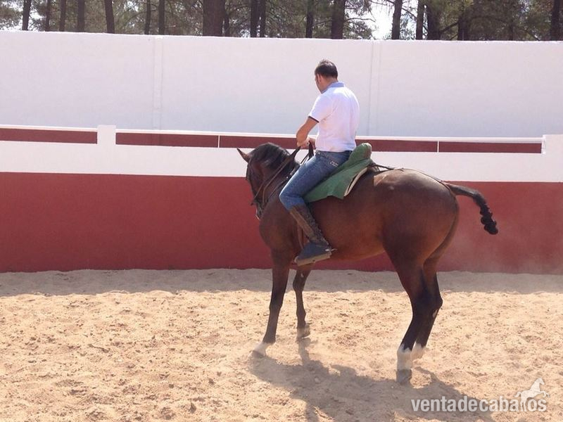 Caballo cruzado 7 años - Anglo-árabe