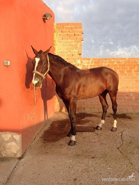 Caballo cruzado 7 años - Caballos Capados