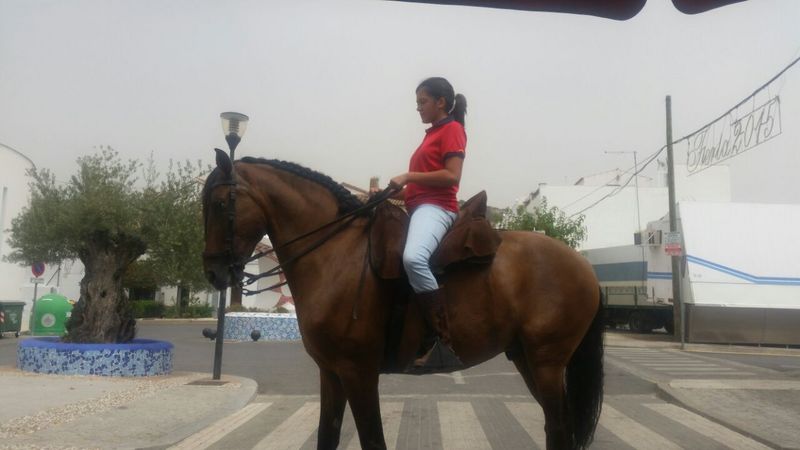 Caballo domado en alta escuela super noble in 