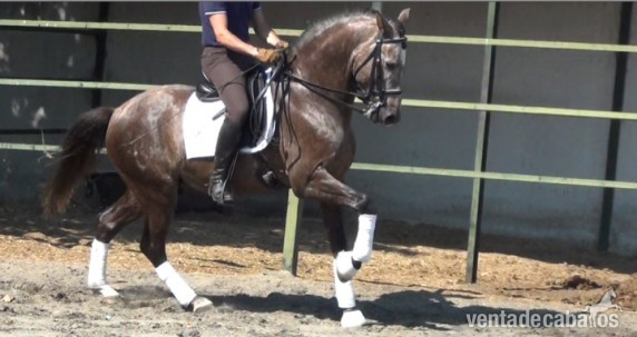 Caballos PRE en venta in 