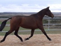 Caballos PRE en venta