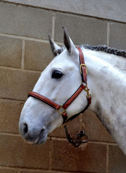 Lusitano {TYPE}