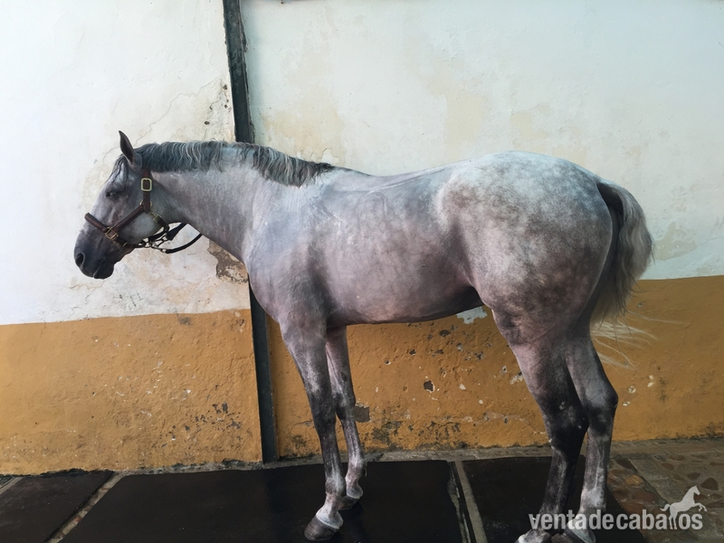 Caballos Enteros Lusitano - LUSITANO ENTERO TORDO