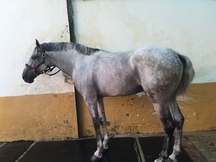 LUSITANO ENTERO TORDO