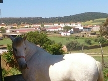 Vendo Yegua PRE