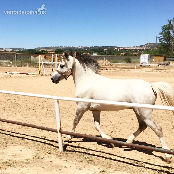 Pony B welsh 5 años  in 