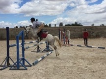 Pony B welsh 5 años 