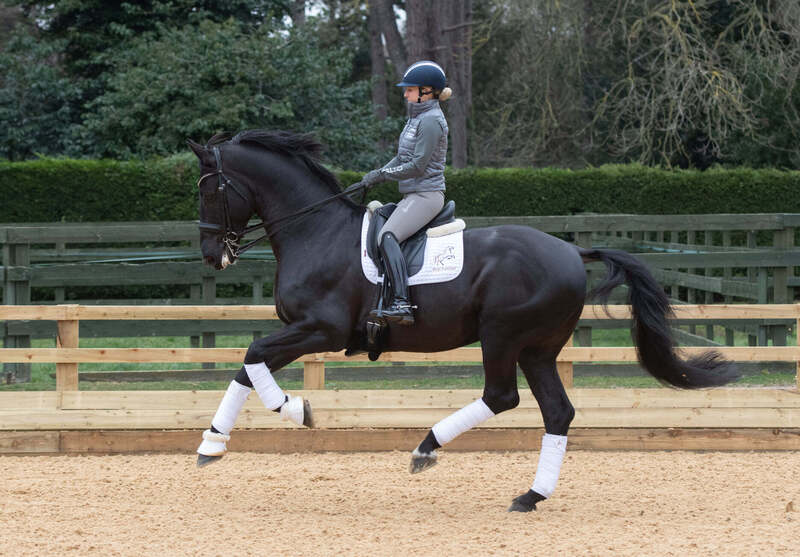 Caballos Capados Hannoveriano - Caballo castrado de doma bien entrenado.