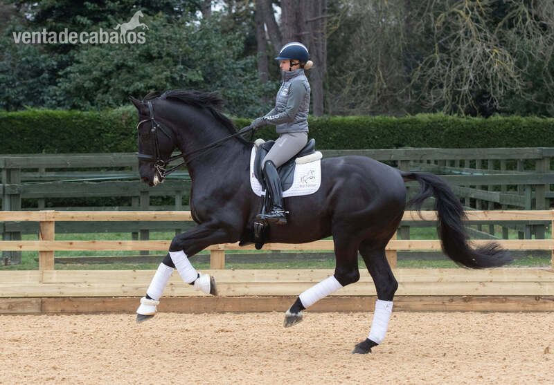 Caballos Capados Hannoveriano - Caballo castrado de doma bien entrenado.