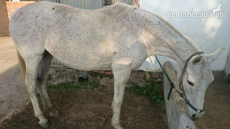 Preciosa PSI de Cortiñal - Yeguas Pura Sangre Inglés