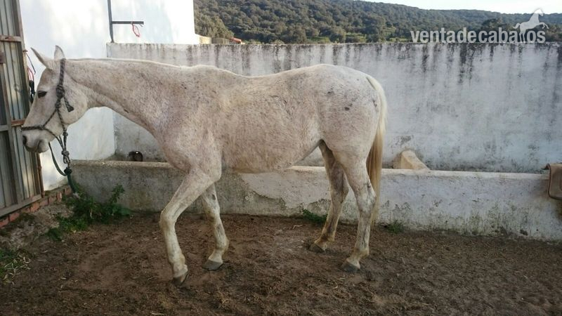 Preciosa PSI de Cortiñal - Pura Sangre Inglés