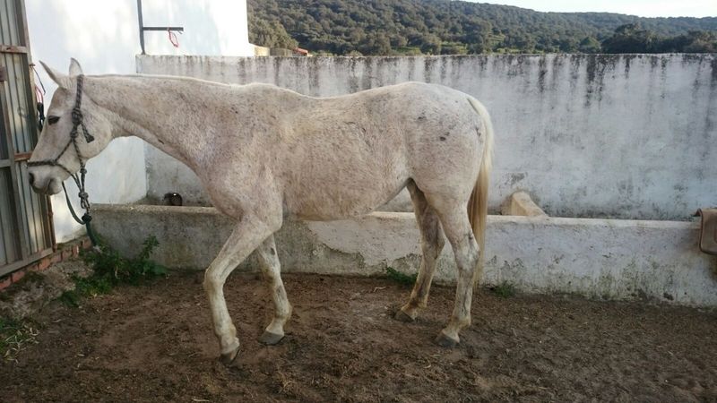 Preciosa PSI de Cortiñal - Pura Sangre Inglés