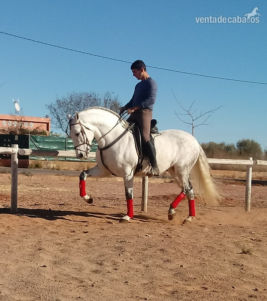 Caballo PRE , 7 años, con carta  in 