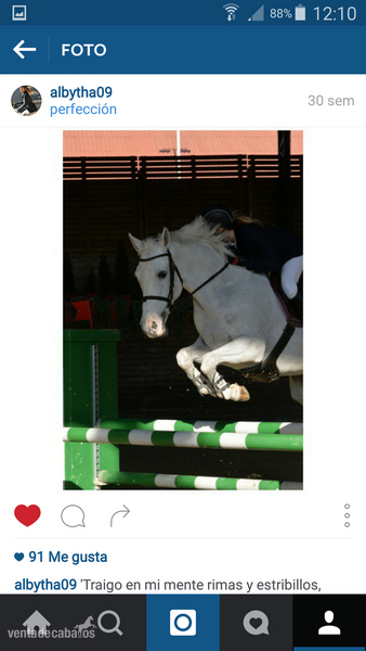 Caballo de Deporte Español (CDE) {TYPE}
