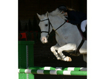 Caballo en venta