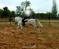 vendo caballo pre in 