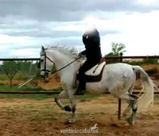 Caballos Pura Raza Española (P.R.E.) pre - vendo caballo pre