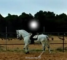 vendo caballo pre - Caballos Pura Raza Española (P.R.E.) pre