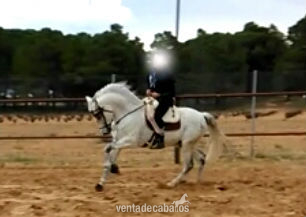 vendo caballo pre - pre