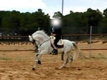vendo caballo pre