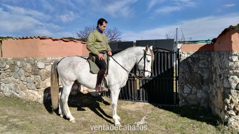 PRE CON CARTA DOMADO PARA PASEO Y PISTA in 