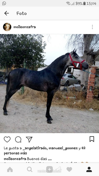Caballo pre entero  in 