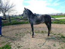 Caballo pre entero 