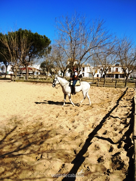 Quisiera vender todos los caballos por no montarlos debido a que he sufrido una lesión  y no puedo montar.  in 