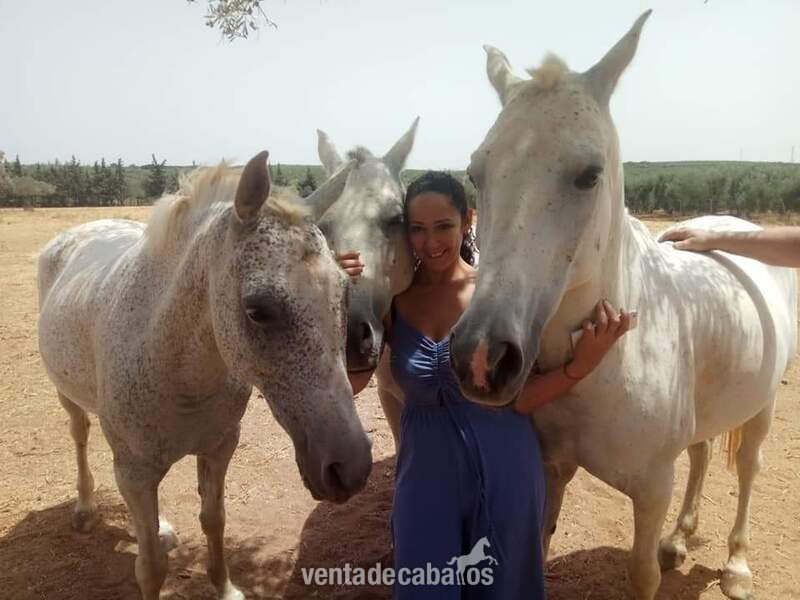Caballo Hispano Árabe Anglo-árabe - Quisiera vender todos los caballos por no montarlos debido a que he sufrido una lesión  y no puedo montar. 