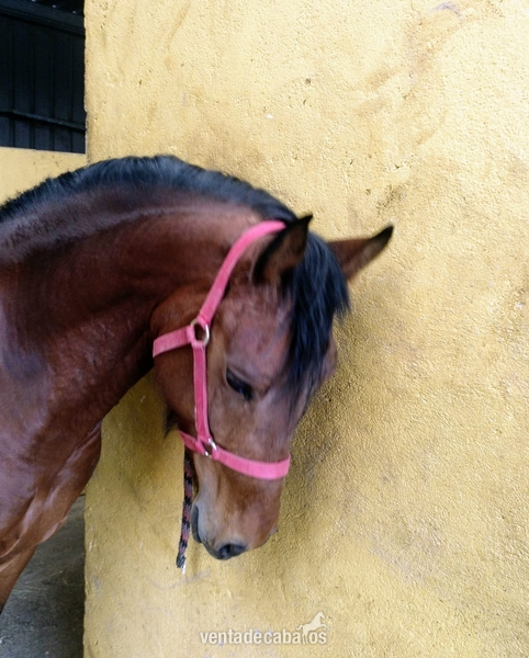 Vendo caballo CDE. 6 años. Muy noble in 